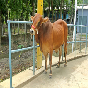 Male - Bull (ষাঁড়)
